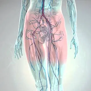 Ilustração da circulação venosa e arterial da pelve e dos membros inferiores